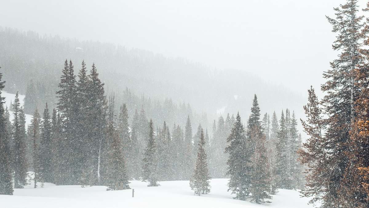 beehive basin snow covered tree big sky